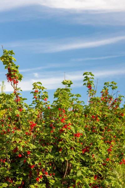 Mavi Gökyüzü Ile Olgunlaşmış Kırmızı Üzümler — Stok fotoğraf