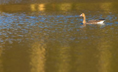 Büyük Kaz, (Anser anser), Güney Bohemya, Çek Cumhuriyeti