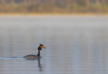 Great Crested Grebe (Podiceps kriteri), Güney Bohemya, Çek Cumhuriyeti
