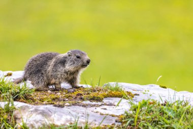 Tignes yakınlarındaki Marmot, Tarentaise Vadisi, Savoie Departmanı, Auvergne-Rhone-Alpes bölgesi, Fransa