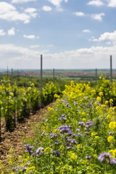 Odstęp Kwiatowy Winnicy Ekologicznej Morawy Południowe Czechy — Zdjęcie stockowe