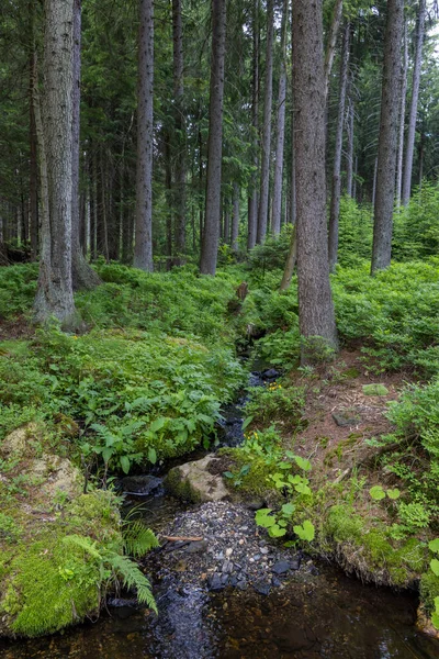 Forest Stream Jeseniky Mountains Czech Republic — Stock Photo, Image