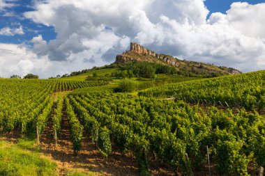 Üzüm bağı olan Solutre Kayası, Burgundy, Solutre-Pouilly, Fransa
