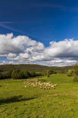 Terchova yakınlarındaki koyun sürüsü, Mala Fatra, Slovakya