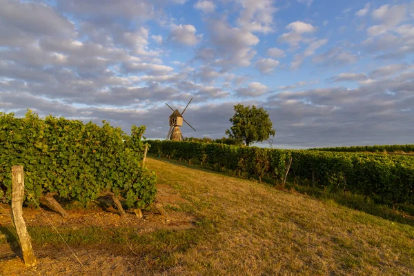 Montsoreau yakınlarındaki La Tranchee ve Vineyard yel değirmeni, Pays de la Loire, Fransa