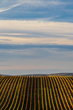 Velke Bilovice yakınlarındaki sonbahar üzüm bağı, Güney Moravya, Çek Cumhuriyeti