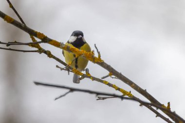 Great tit near National park Podyji, Southern Moravia, Czech Republic