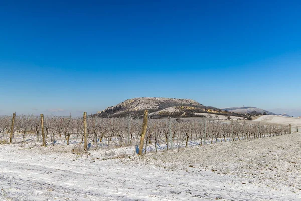 チェコ共和国南モラビア州パラヴァ地方ミクーロフ近郊の冬のブドウ畑 — ストック写真