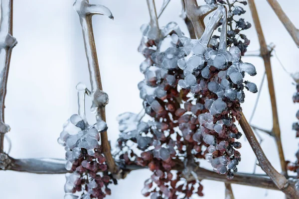 Grapes left for production of ice wine, Southern Moravia, Czech Republic