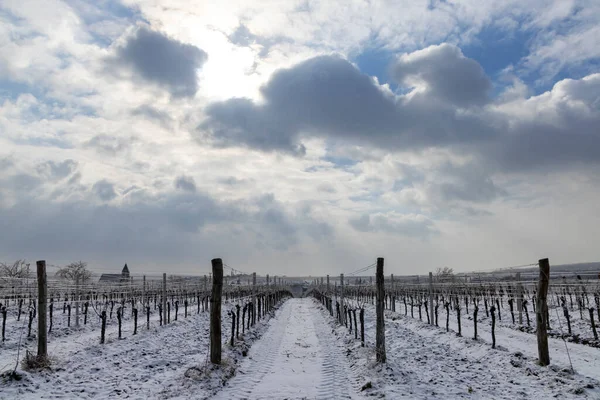 チェコ共和国南モラヴィアのズノジョモ地方ハンニツェ近くの冬のブドウ畑 — ストック写真