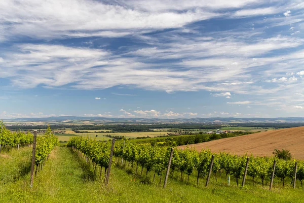 Winnice Pobliżu Polesovic Morawy Południowe Czechy — Zdjęcie stockowe