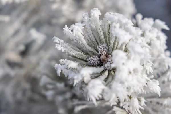 Зимова Деталь Замороженої Гірської Сосни — стокове фото