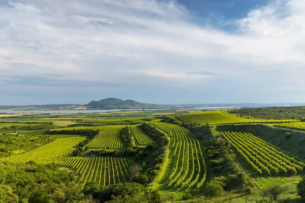 Vignobles Près Nove Mlyny Réservoir Avec Palava Moravie Sud République — Photo