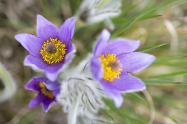 Pasque Çiçeği, Ulusal Park Podyji, Güney Moravya, Çek Cumhuriyeti