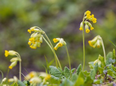 Vahşi bahar çuha çiçeği, Kuzey Bohemya, Çek Cumhuriyeti