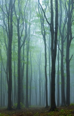 Beyaz Karpatlar 'daki Bahar Kayın Ormanı, Güney Moravya, Çek Cumhuriyeti