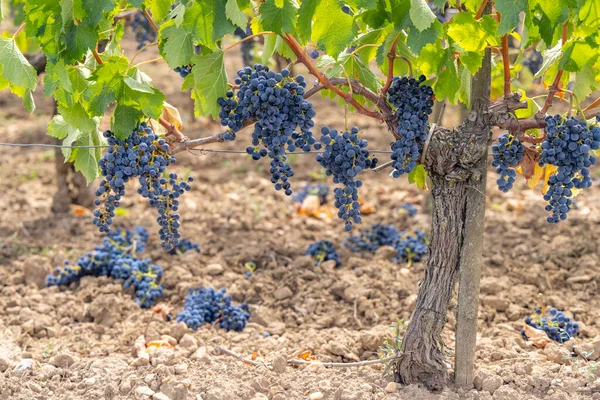 Vermindering Van Rijpende Druiven Voor Productie Van Wijnen Van Hoogste — Stockfoto