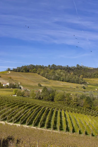 Herbstliche Weinberge Piemont Italien — Stockfoto