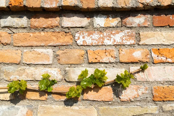 Ветвь Весенней Виноградной Лозы Кирпичной Стене — стоковое фото