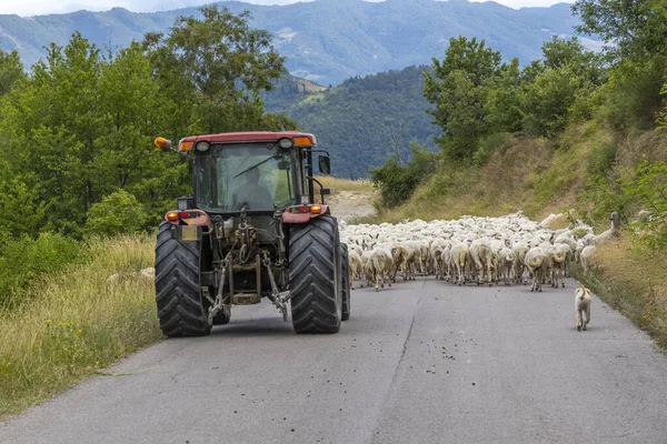 イタリアのマルケ州の羊の群れによって封鎖された道路 — ストック写真
