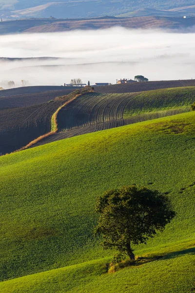 Paysage Typique Automne Toscan Matin Val Orcia Toscane Italie — Photo
