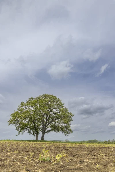 チェコ共和国の春の風景の木 — ストック写真