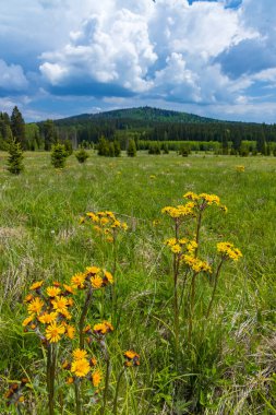 Typical spring landscape near Stozec, Nation park Sumava, Czech Republic