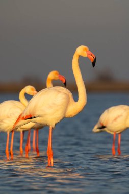 Flamingo in Parc Naturel bölgesel de Camargue, Provence, Fransa