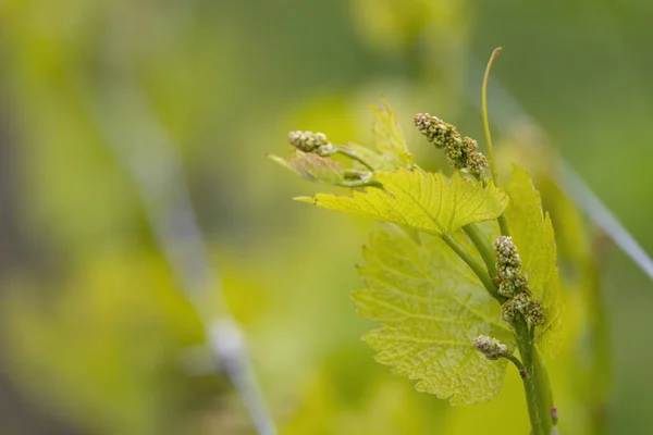 Vine Flowers Spring Vineyard Southern Moravia Czech Republic — Stock Photo, Image