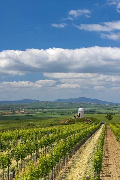 Velke Bilovice Yakınlarındaki Üzüm Bağı Güney Moravya Çek Cumhuriyeti — Stok fotoğraf