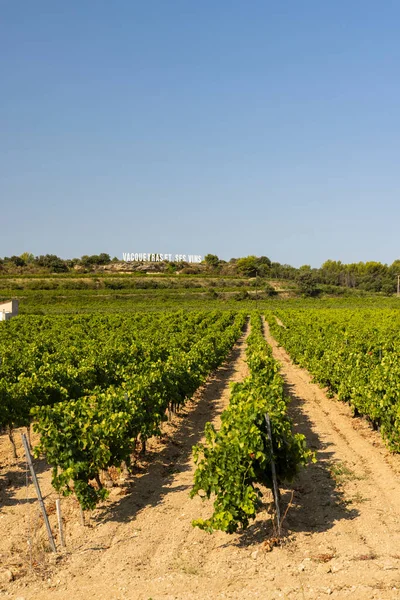 Typowa Winnica Pobliżu Vacqueyras Cotes Rhone Francja — Zdjęcie stockowe