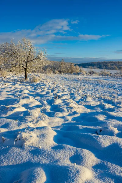 Landscape Hnanice Podyji Southern Moravia Czech Republic — Stock Photo, Image