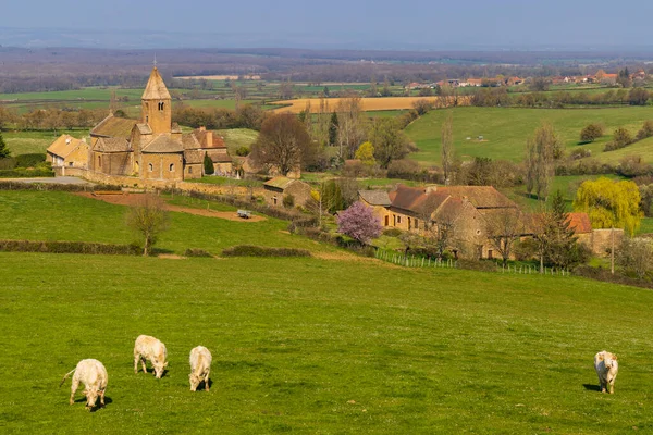 Paisaje Primaveral Con Vacas Eglise Notre Dame Lancharre Bourgogne Francia — Foto de Stock