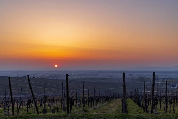 Wineyard Colmar Alsace France — Stockfoto
