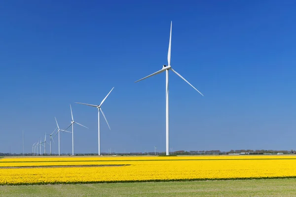 stock image wind turbines with yellow tulip field in Northern Holland, Netherlands