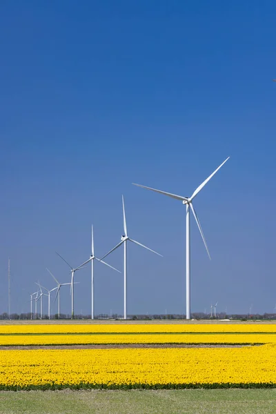 Wind Turbines Yellow Tulip Field Northern Holland Netherlands — Stock Photo, Image