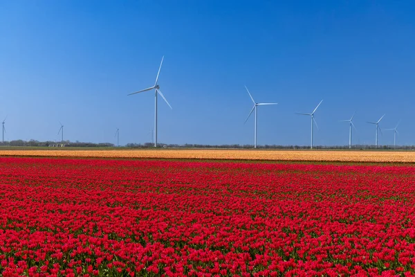 Ветряные Турбины Тюльпановым Полем Северная Голландия Нидерланды — стоковое фото