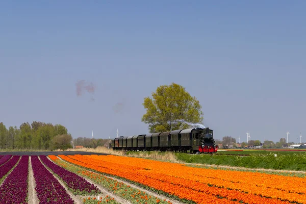 Steam Trai Tulip Field Hoorn Medemblik Noord Holland Netherlands — Stock Photo, Image