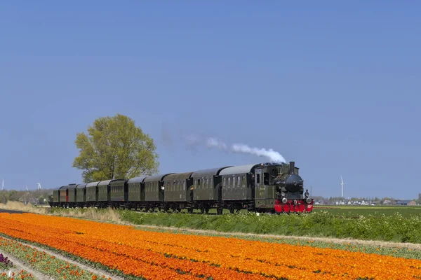 Tramwaj Parowy Polem Tulipanowym Hoorn Medemblik Noord Holland Holandia — Zdjęcie stockowe