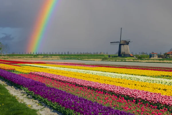 Kuzey Hollanda Hollanda Lale Tarlası Olan Yel Değirmeni — Stok fotoğraf