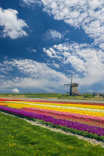 Вітряк Тюльпановим Полем Північній Голландії Нідерланди — стокове фото
