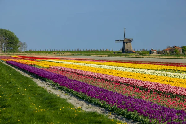 オランダ北オランダのチューリップ畑の風車 — ストック写真