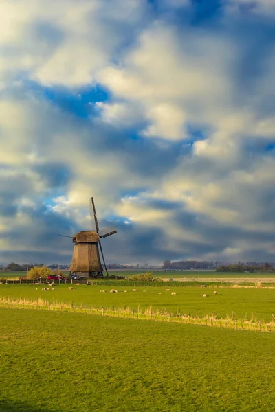 Windmill Herd Sheep Noord Holland Netherlands — Stock Photo, Image