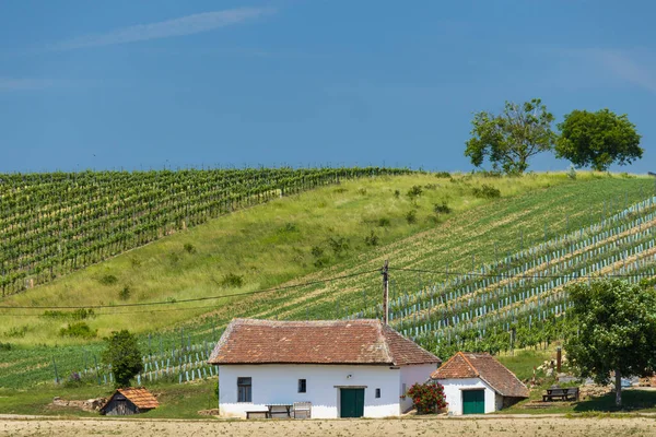 Traditionella Vinkällare Gatan Diepolz Nära Mailberg Niederösterreich Österrike — Stockfoto
