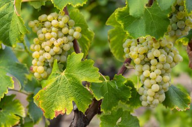 Tatlı şaraplar, Sauternes, Bordeaux, Aquitaine, Fransa için botrytis cinerea ile tipik üzüm