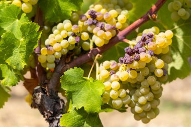 Tatlı şaraplar, Sauternes, Bordeaux, Aquitaine, Fransa için botrytis cinerea ile tipik üzüm