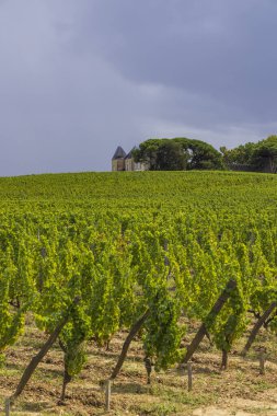 Chateau d Yquem, Sauternes, Bordeaux, Aquitaine, Fransa yakınlarındaki tipik üzüm bağları
