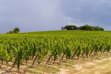 Chateau d Yquem, Sauternes, Bordeaux, Aquitaine, Fransa yakınlarındaki tipik üzüm bağları