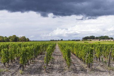 Chateau d Yquem, Sauternes, Bordeaux, Aquitaine, Fransa yakınlarındaki tipik üzüm bağları