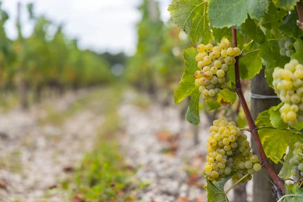 Типовий Виноград Sauternes Bordeaux Aquitaine France — стокове фото